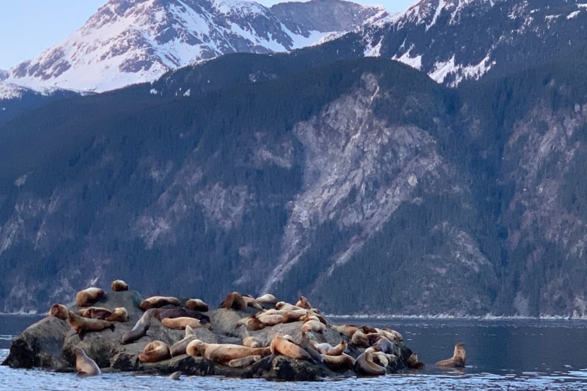 Skagway Waterfall & Wildlife Tour Tour Image 4