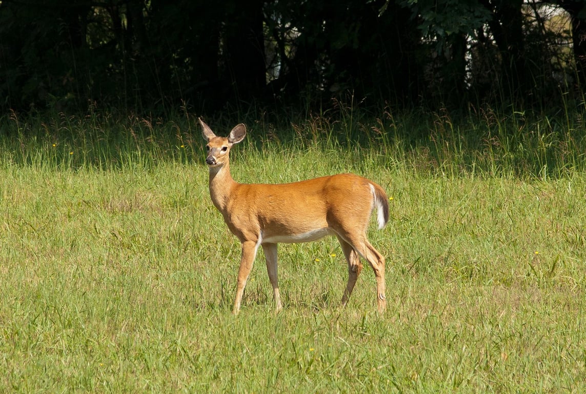 Bozeman Wildlife & Scenic Sightseeing Tour Tour Image 6