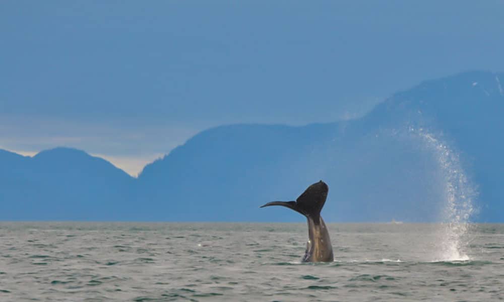 Whale Watching Tour Tour Image 8