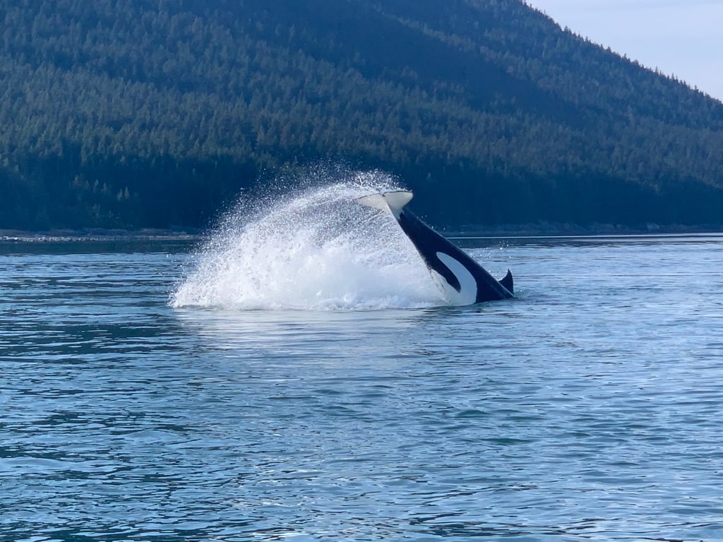 Water in Icy Strait image