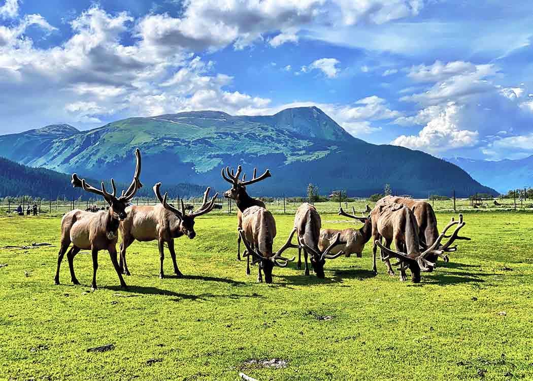 Explore Alaska Responsibly: Your Guide to Sustainable Travel