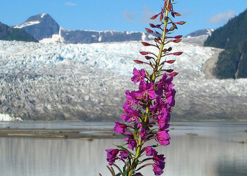 Taku Glacier Lodge Feast & 5-Glacier Seaplane Discovery Tour Image 4