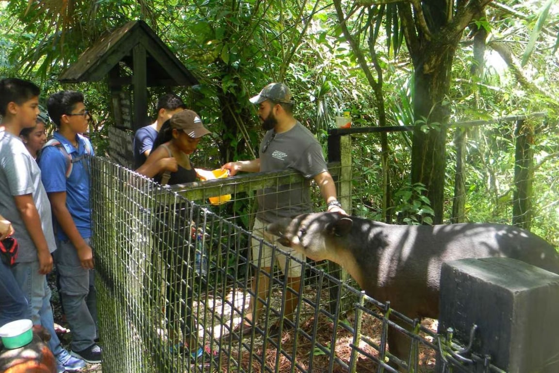 Visiting the Belize Zoo: Tours, Animals & Everything You Need to Know image