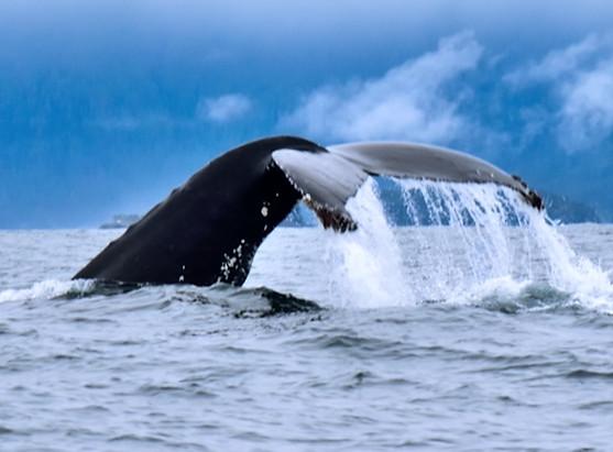 Private Whale Watching and Marine Wildlife Excursion Tour Image 6
