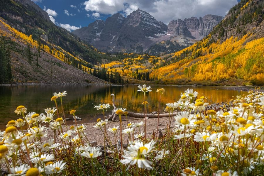 Wildflowers bloom beside a mountain lake in Yellowstone.