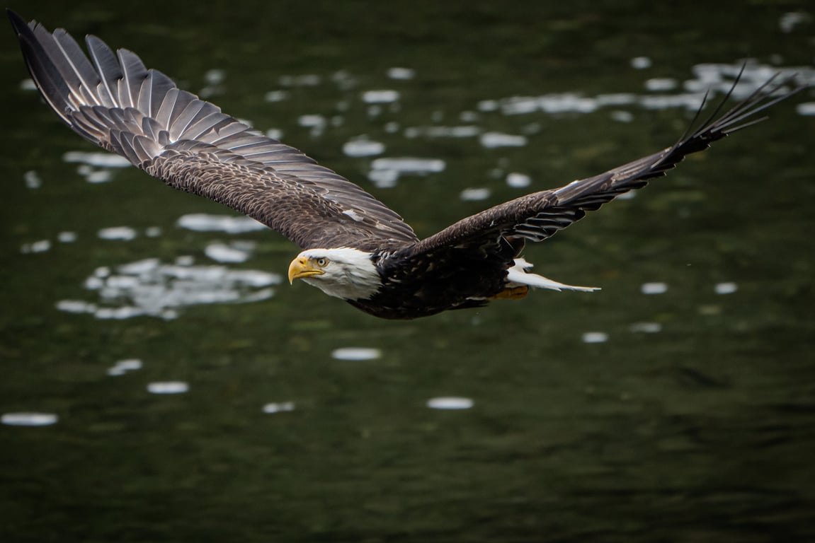 Private Ketchikan Sightseeing Tour Tour Image 4