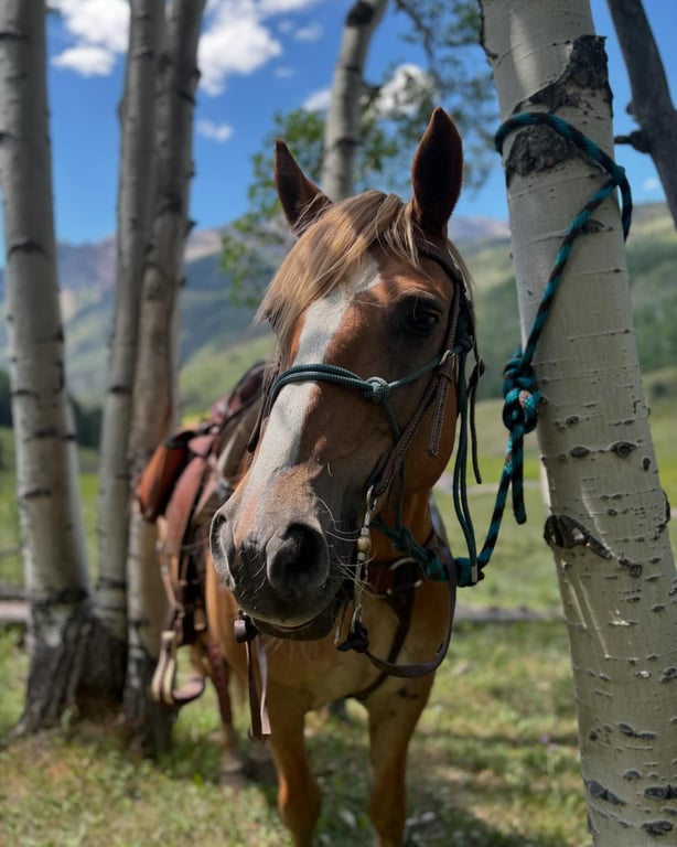 Horseback Trail Rides Private 3 Hours Tour Image 3