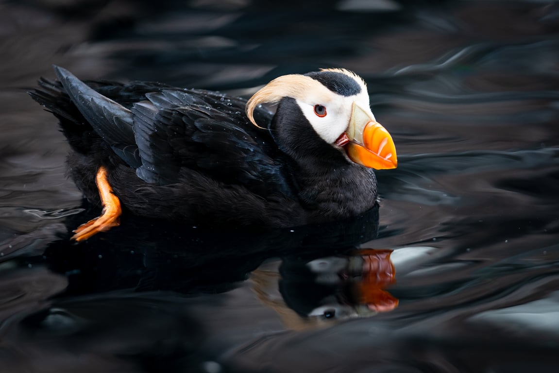 4 Hour Kenai Fjords Wildlife Cruise Tour Image 8