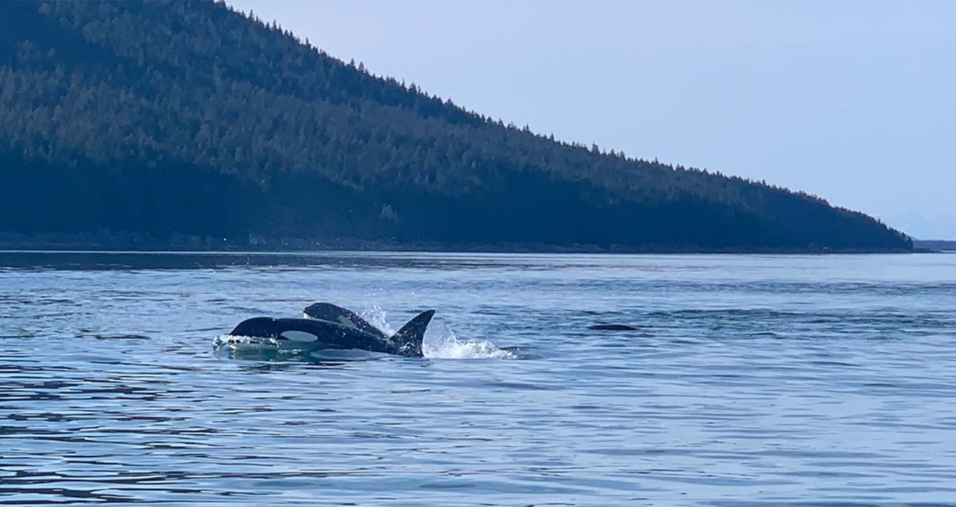 Guaranteed Whale Watching Adventure Tour Image 8