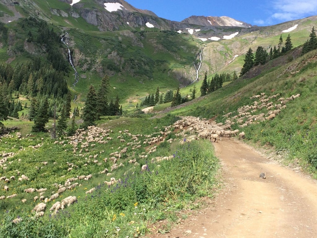 Half Day Telluride Jeep Tour Ophir Pass Alta Tour Image 6