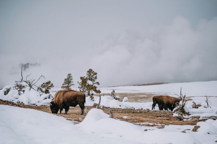 Two bison graze peacefully on a snowy plain with steaming mist rising.