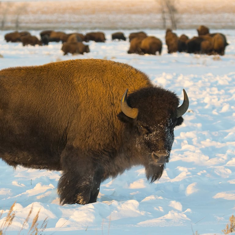 Winter Wonderland Adventure Tour Image 2