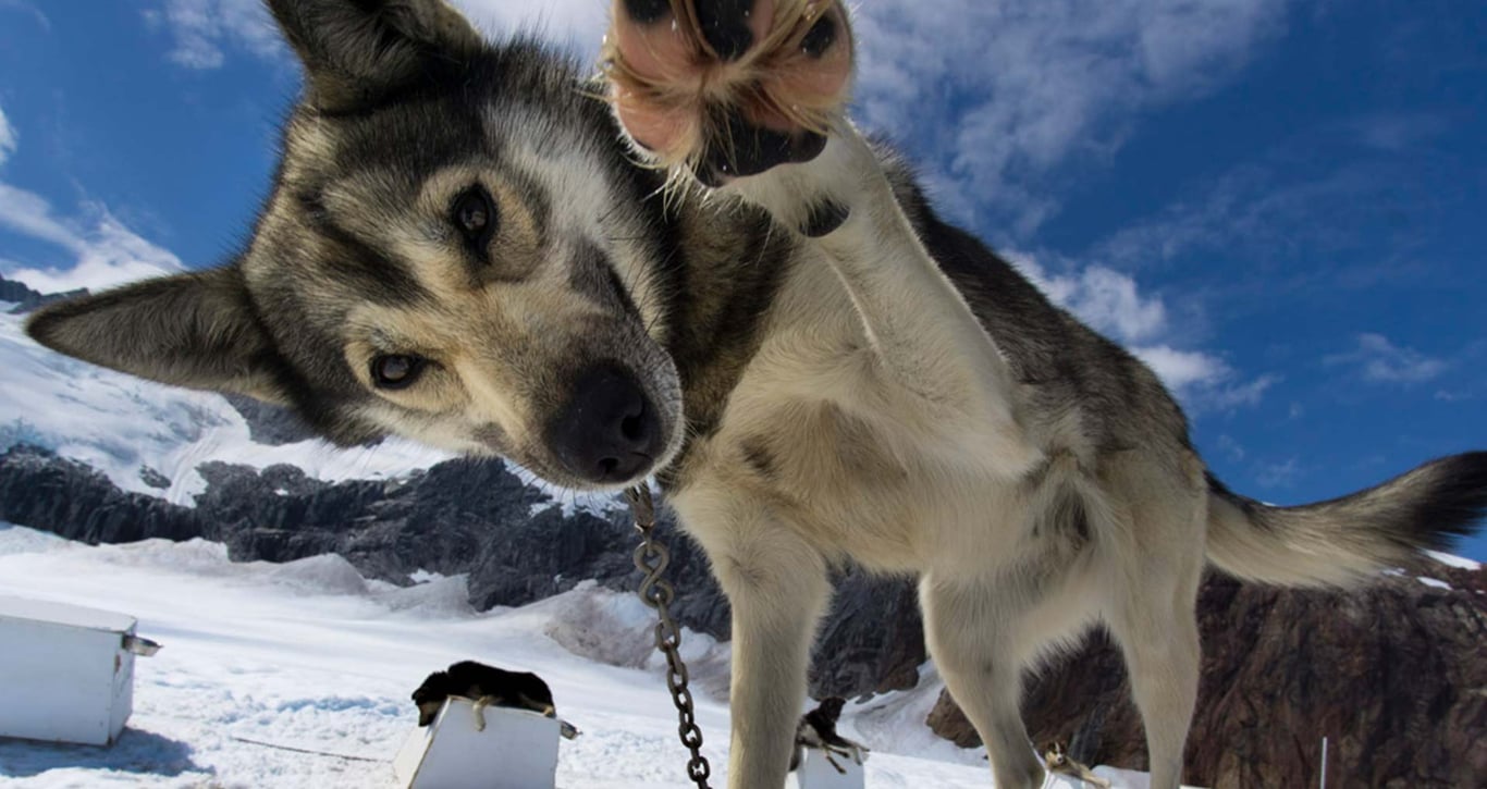 Mendenhall Glacier Helicopter & Dogsled image