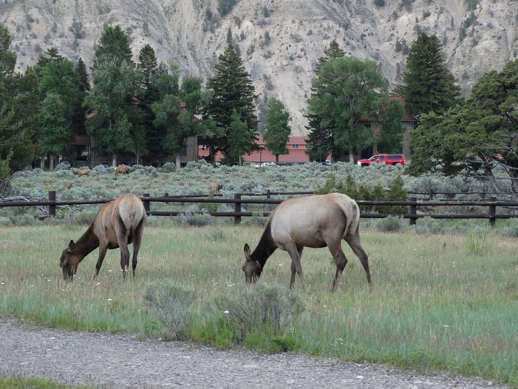 Incredible Yellowstone Tour review image 2