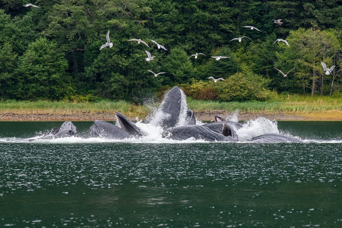 Icy Strait Whale & Wildlife Endeavor image