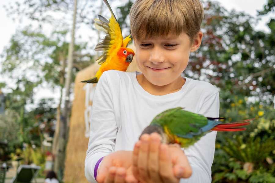 A child is playing with parrots