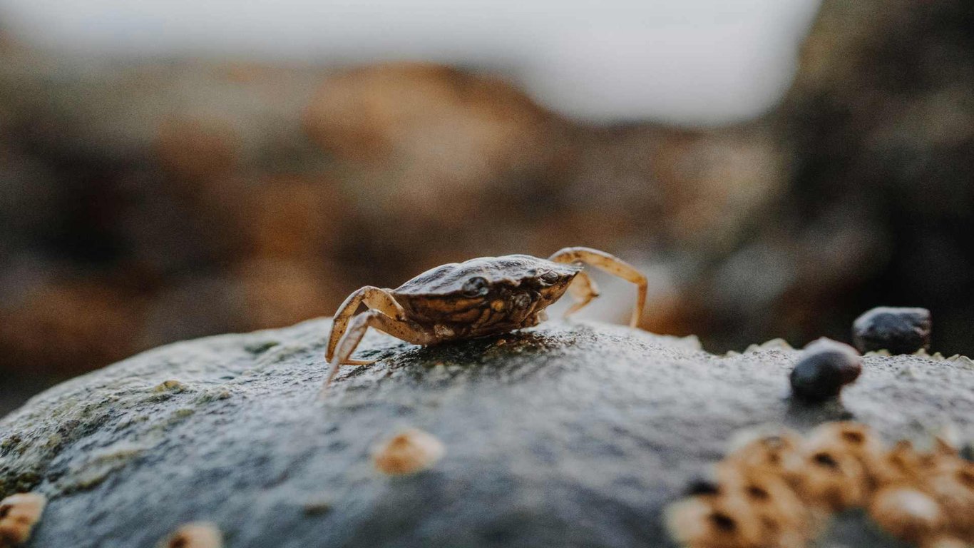 Wildlife in Falmouth image