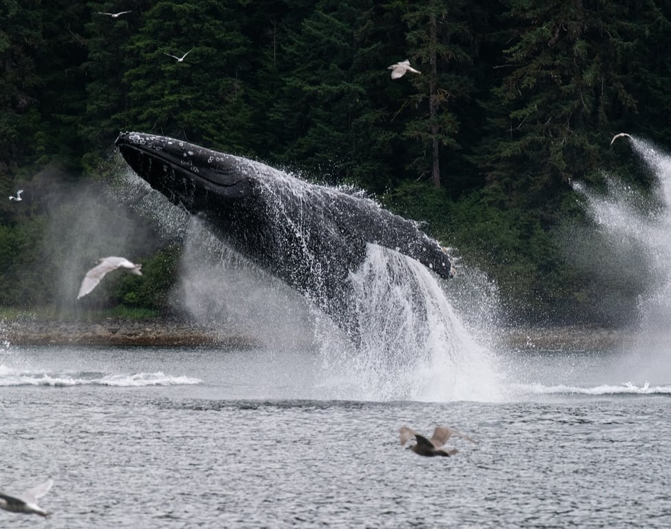 Icy Strait Whale & Wildlife Endeavor Tour Image 6