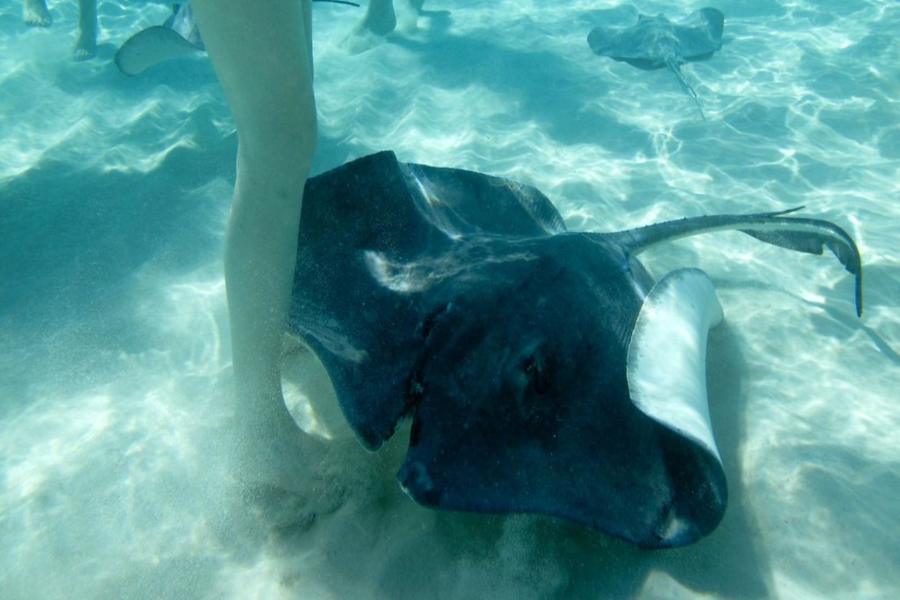 Top 15 Snorkeling Spots in Grand Cayman