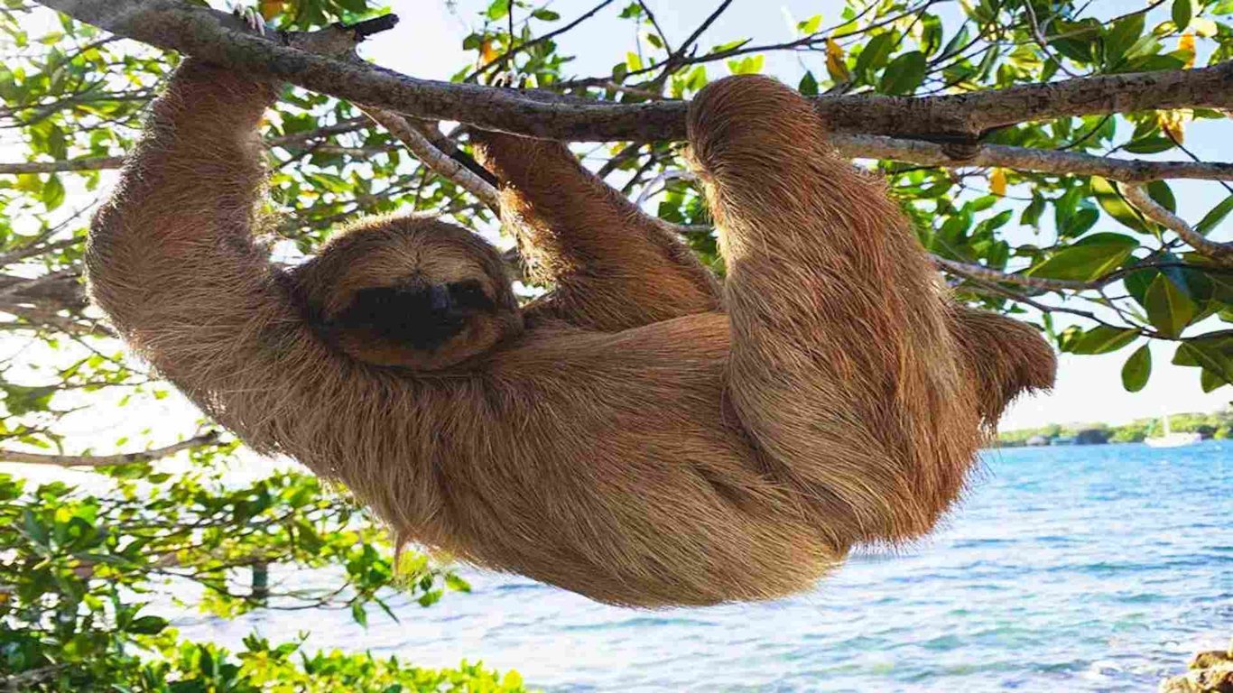 Sloths in Roatan image