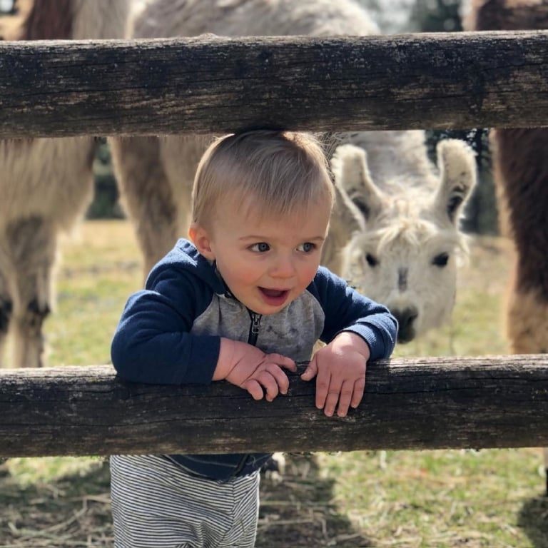 Llama Tour image
