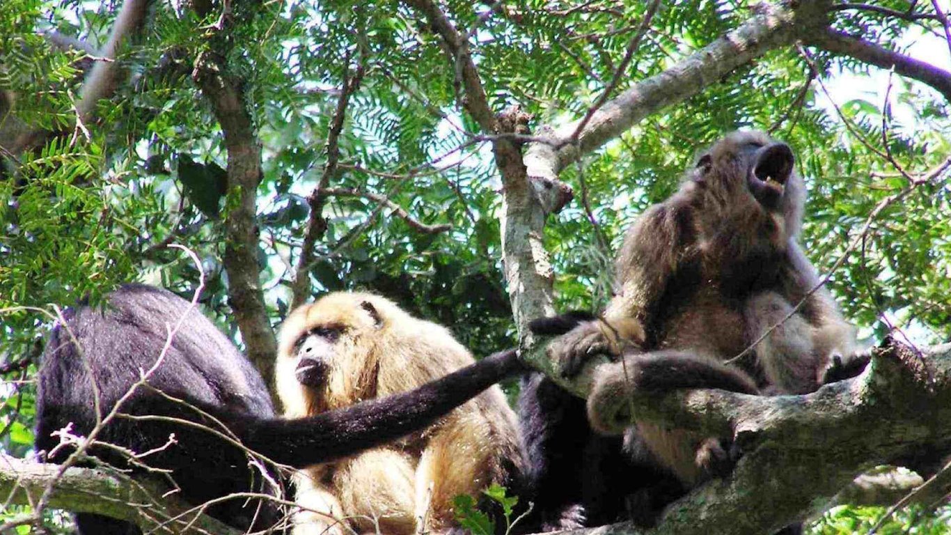Thumbnail of video about Wildlife in Belize City