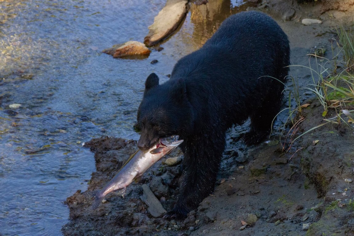 Bear Express Tour Tour Image 4