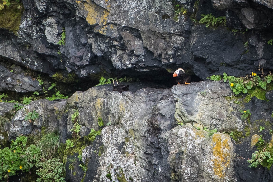 Kenai Fjords National Park: (Almost) Everything You Need To Know