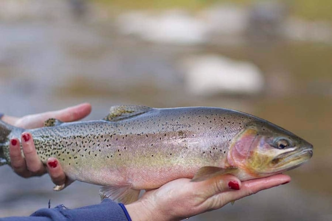 Clark Fork River Fly Fishing Tour Image 8
