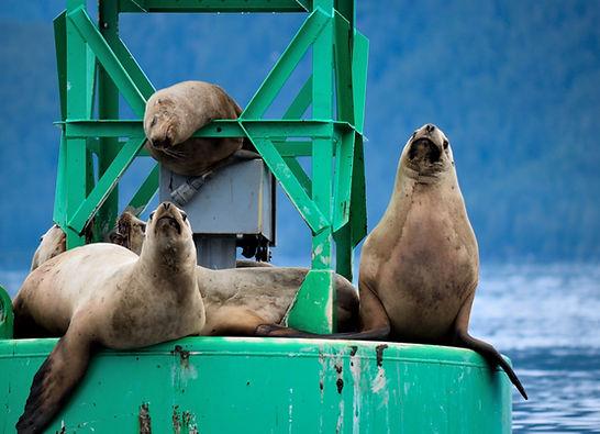 Private Whale Watching and Marine Wildlife Excursion Tour Image 7
