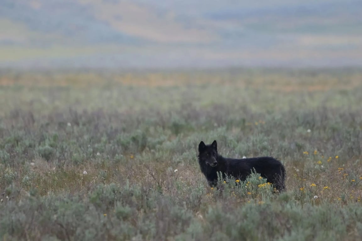 Wonders of Yellowstone Lower Loop Tour From West Yellowstone Tour Image 22