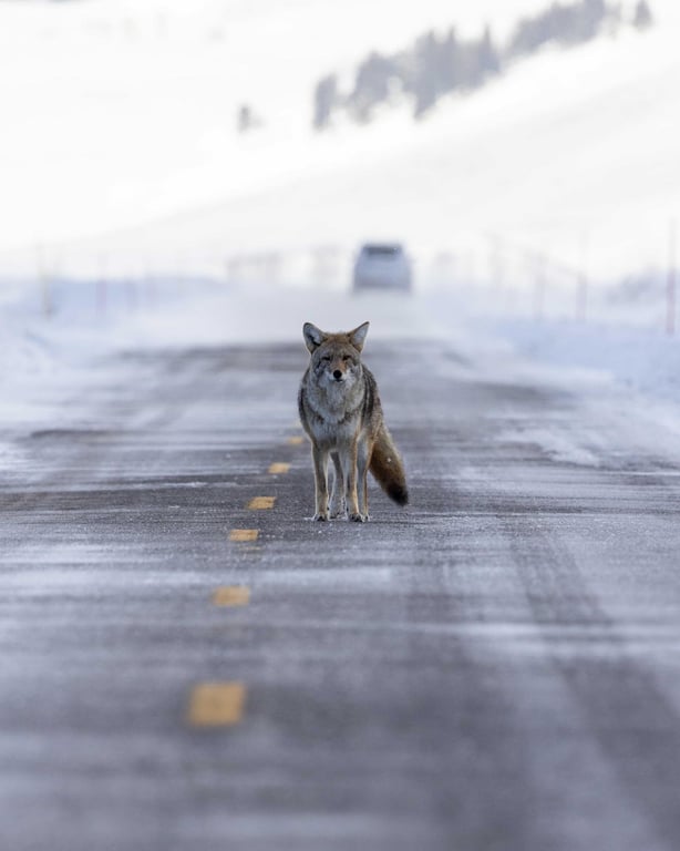 Winter Yellowstone Wildlife Safari Tour Image 3