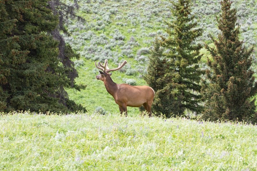 Elk standing proudly in a sunny meadow near Yellowstone pines.