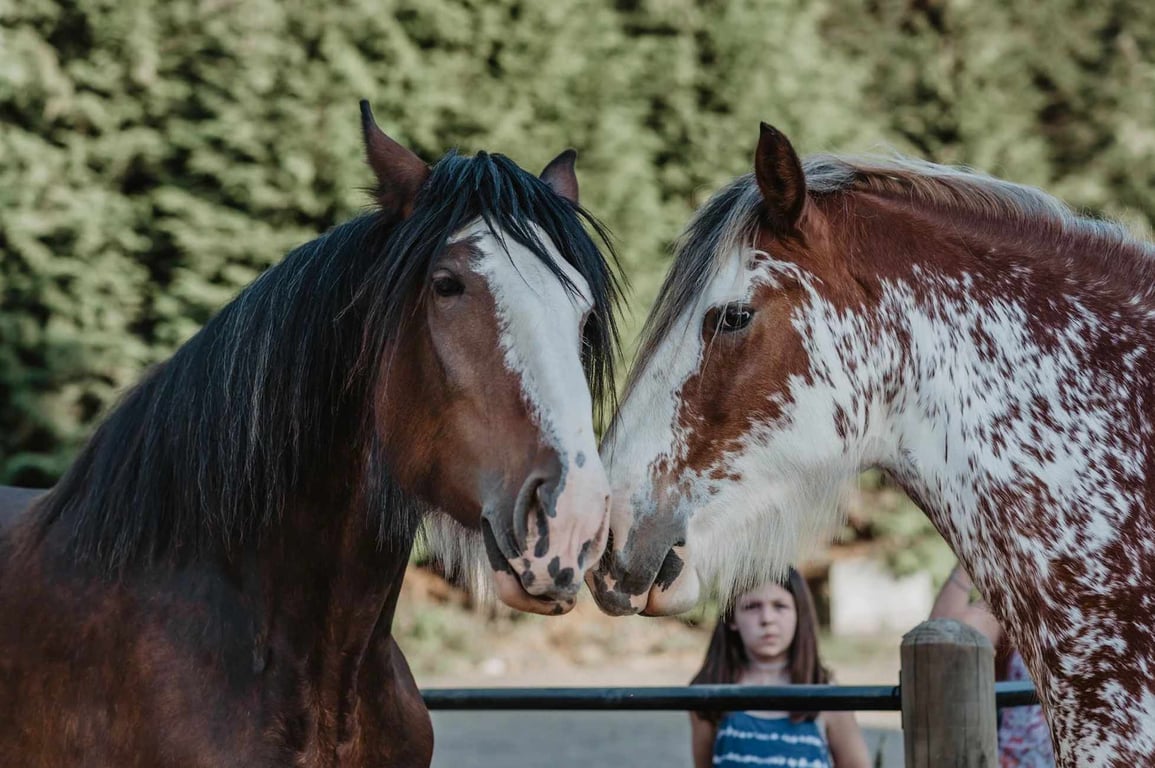 Clydesdale Ranch Barn Tour image