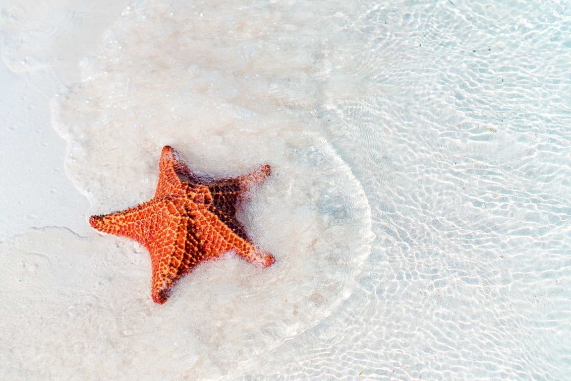 Starfish Point: Our Expert Visitor's Guide image