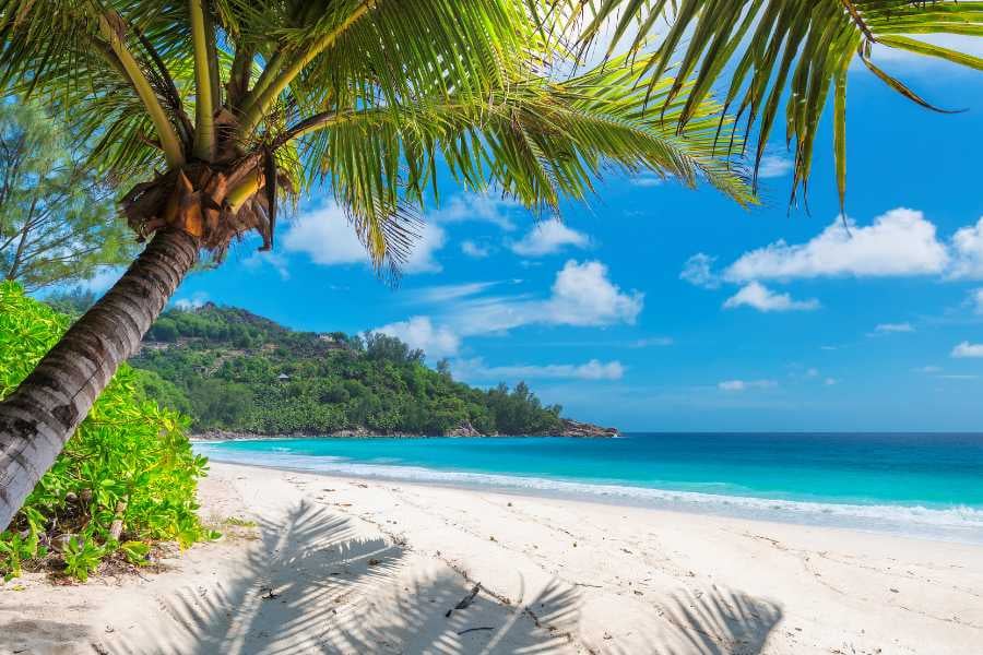 A white sandy beach framed by lush green palms, leading to stunning turquoise waters under a bright blue sky.