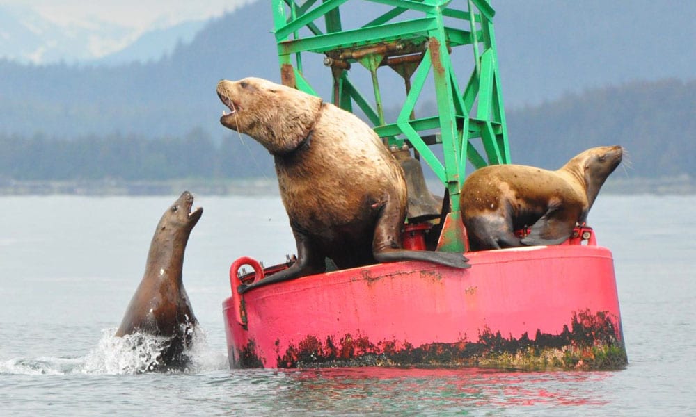 Whale Watching Tour Tour Image 3