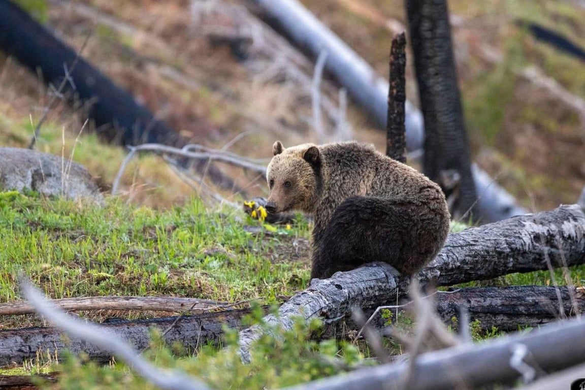 Private West Yellowstone Upper Loop Wildlife Photo Tour Tour Tour Image 5