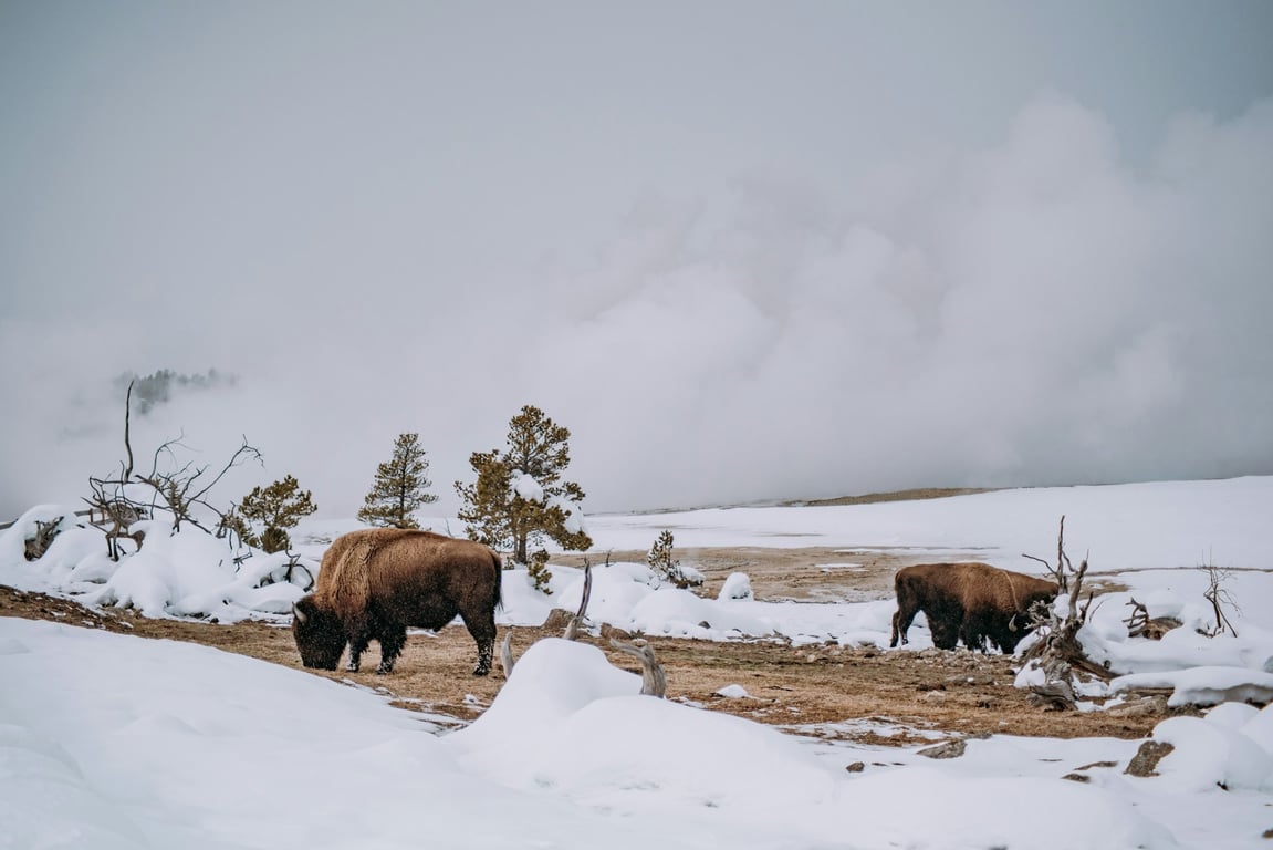 Winter image