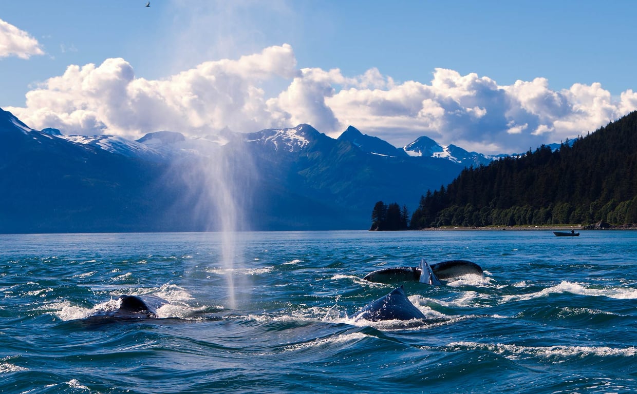 Juneau’s Marine Magic: A Whale Watching Adventure Guide