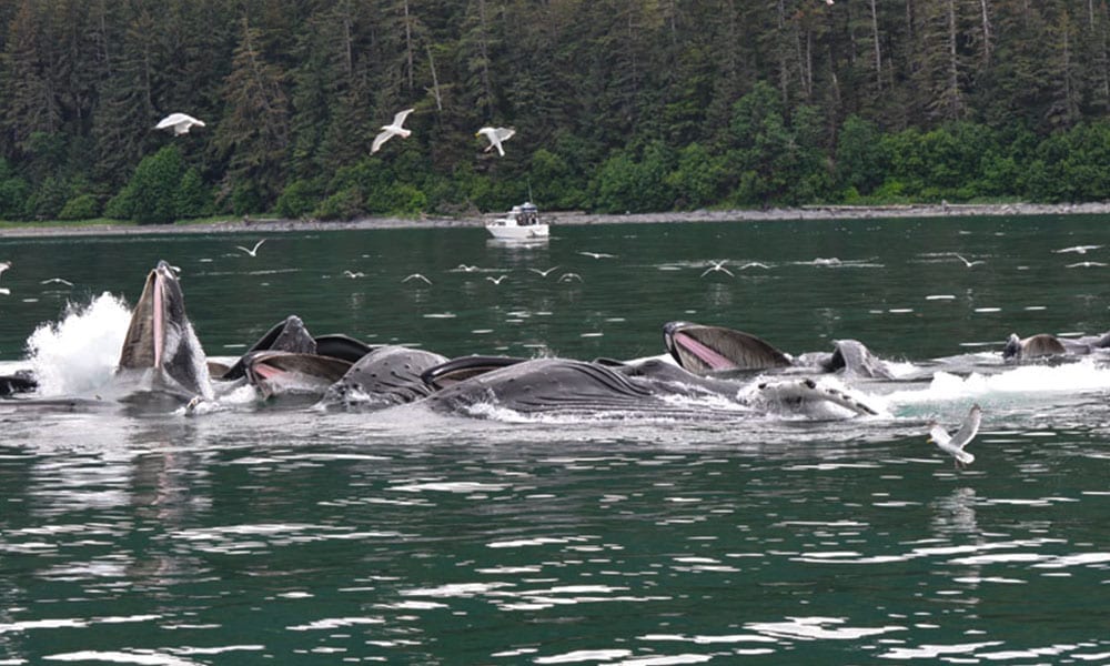 Whale Watching Tour Tour Image 6