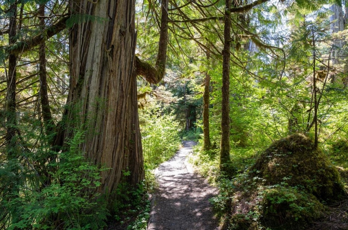 Old-Growth Creek Hiking Tour Tour Image 5