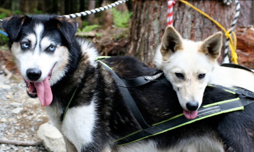 Skagway Sled Dog and Musher's Camp Tour Image 27