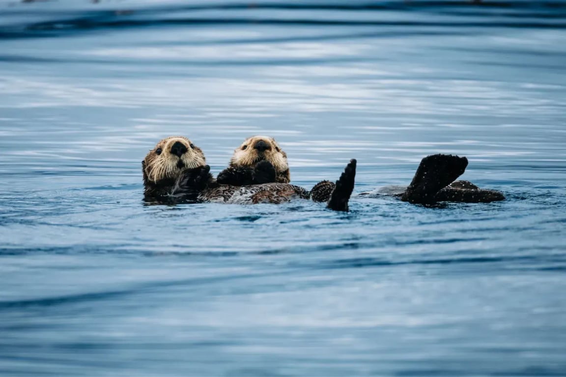Private Sitka Wild Coast Exploration Wildlife Boat Trip image