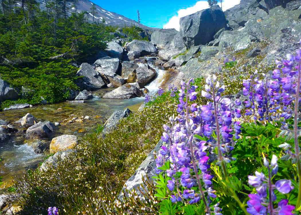 Private Emerald Lake Tour Tour Image 7