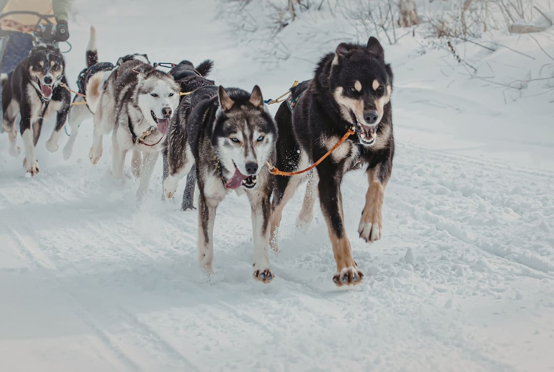 Top Yellowstone Winter Tours from Bozeman image