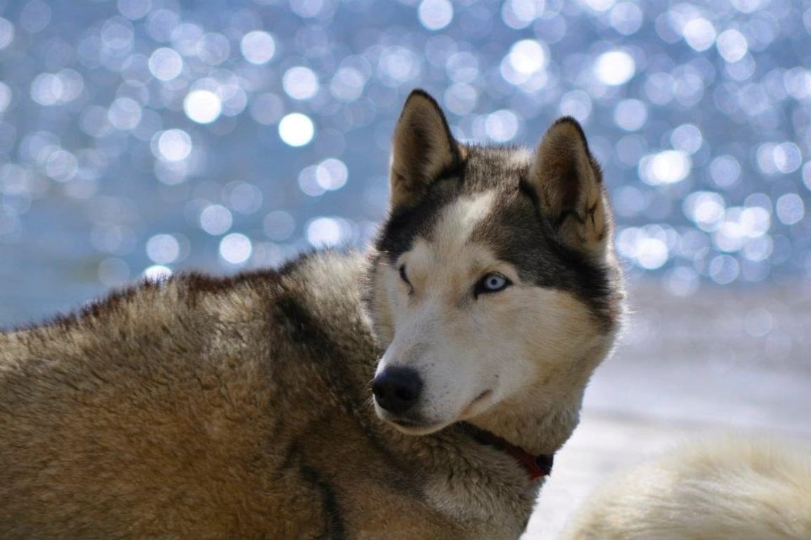 Yellowstone Dog Sled Experience Tour Image 4