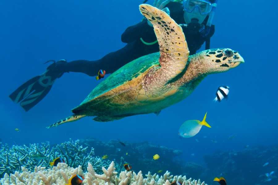 A diver is swimming in deep water with a turtle