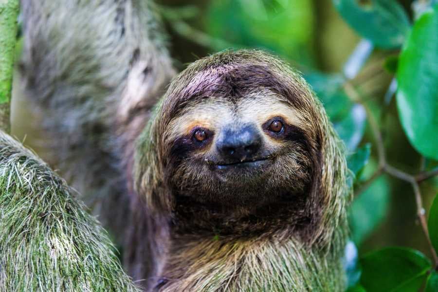 A sloth hanging lazily in the trees, offering a cute and peaceful moment in nature.