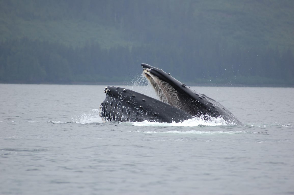 Premier Whale Watch Tour Tour Image 6